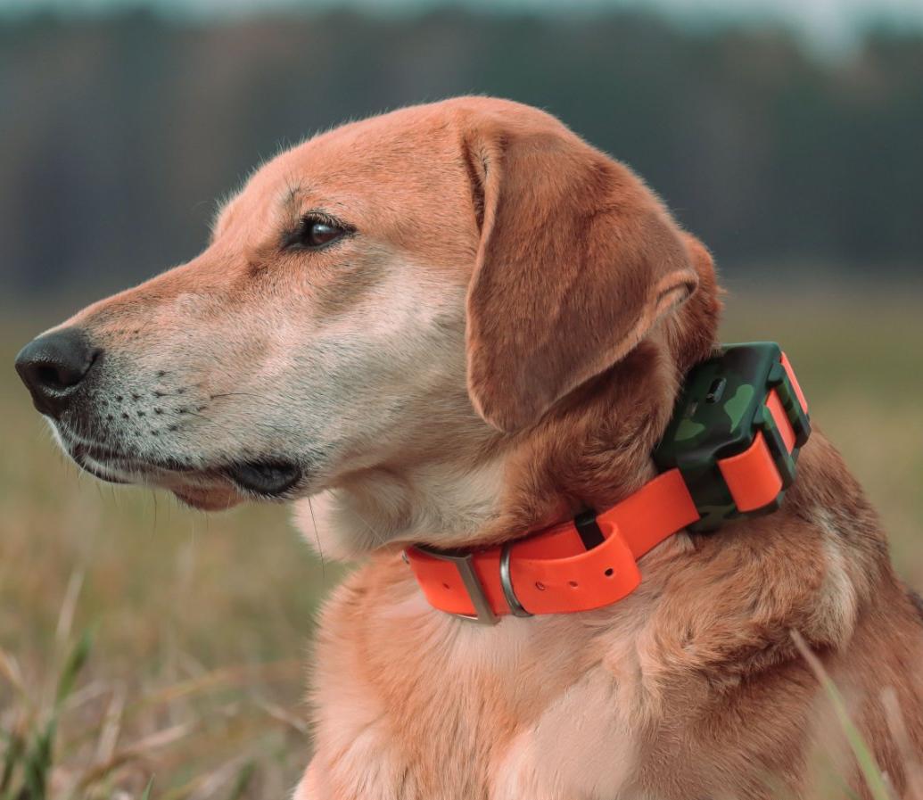 IP68 Waterproof Locator for Hu - Outdoor Hunting Dog Collar ulasan dan harga