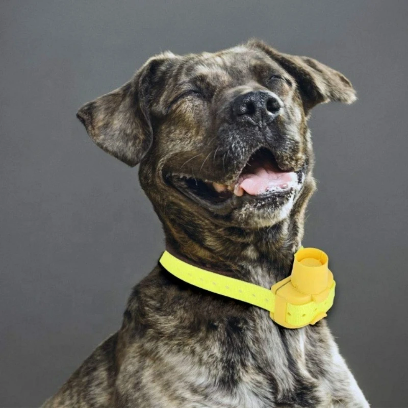 Updated Outdoor Hunting Dog Be - Outdoor Hunting Dog Collar ulasan dan harga