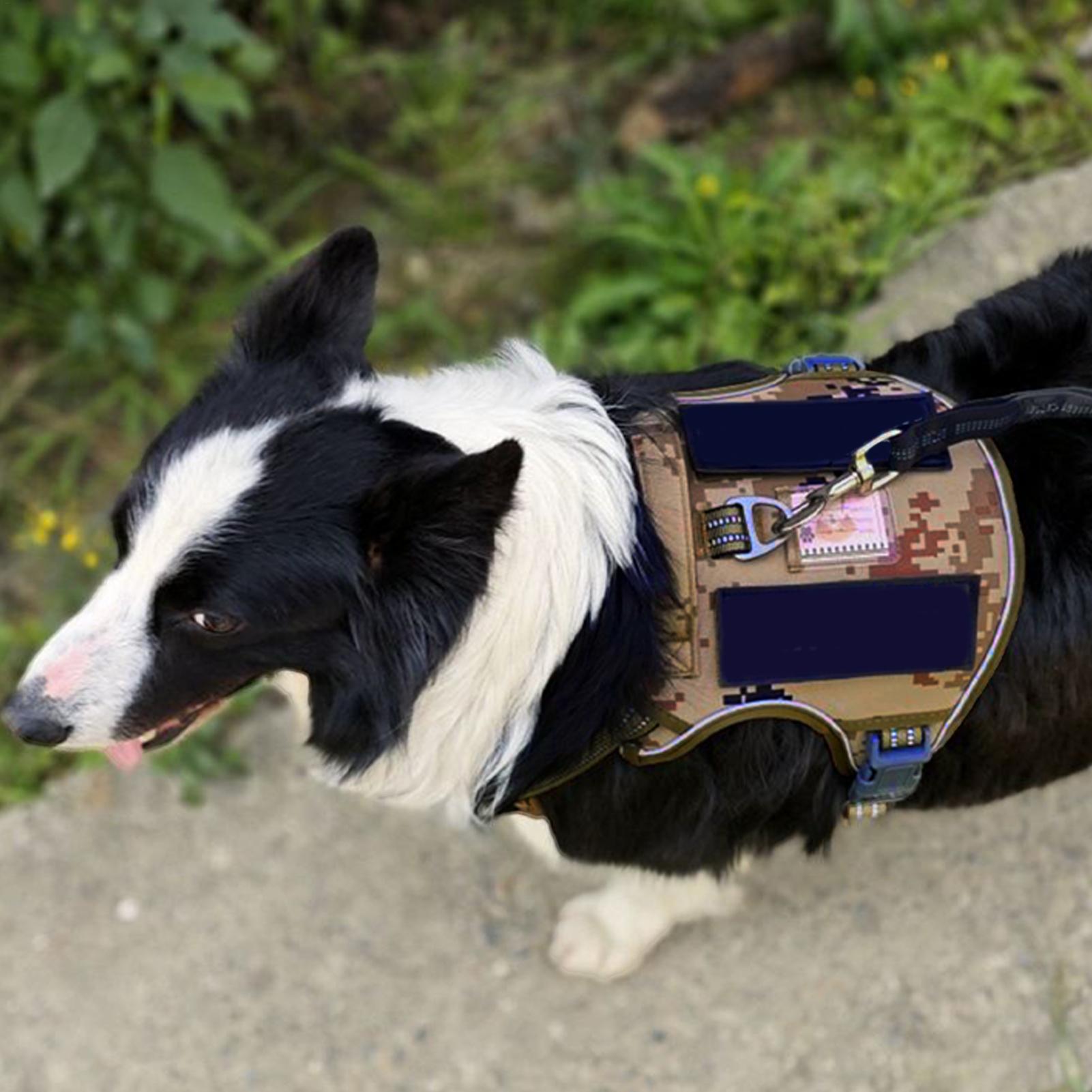 Dog Harness Metal Buckle Dog T - Outdoor Hunting Dog Collar ulasan dan harga