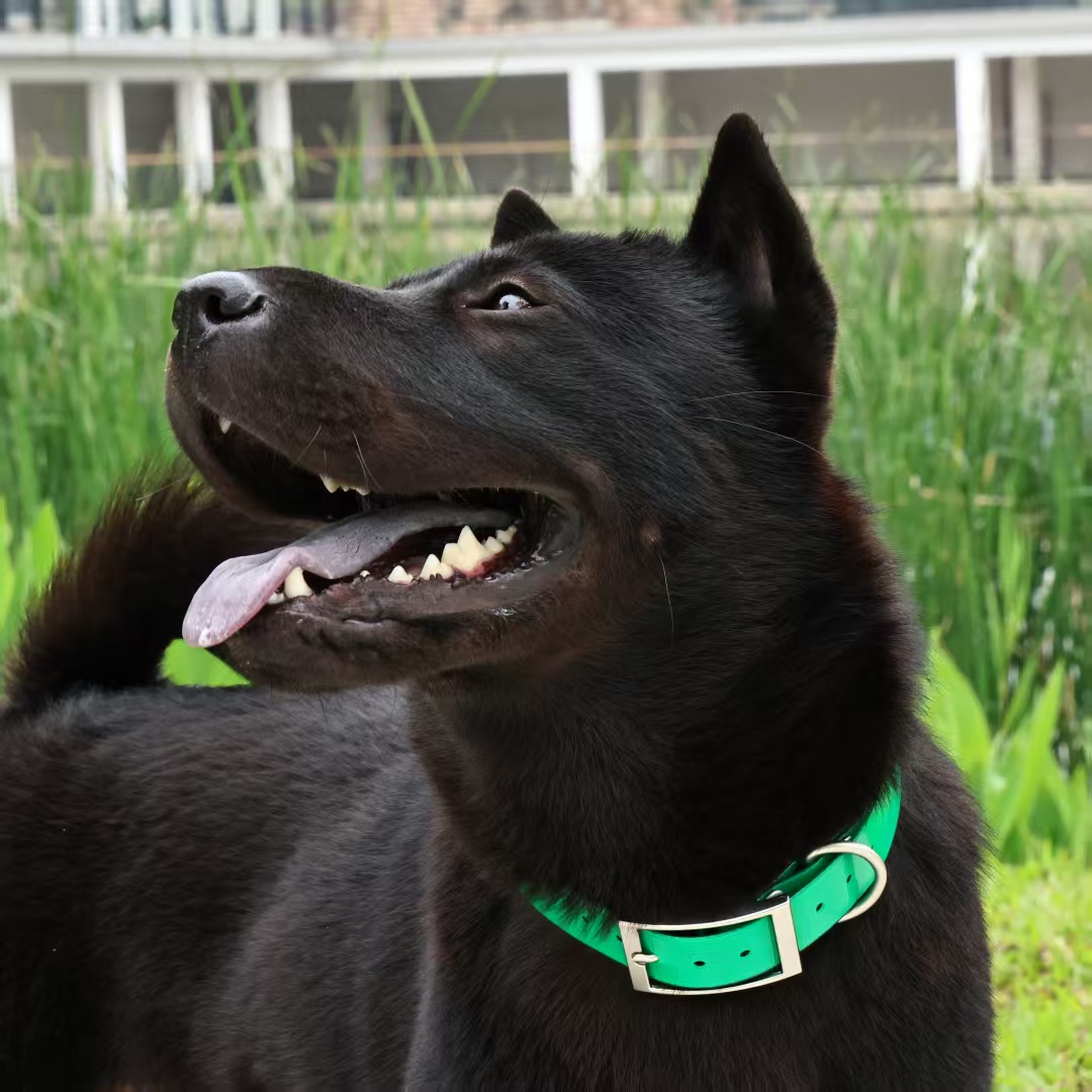 2.5cm Wide Heavy Duty TPU Dog  - Outdoor Hunting Dog Collar ulasan dan harga